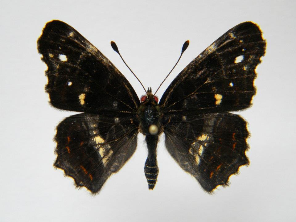 Araschnia levana abb 7 (Internet Image property of respective owner, non-commercial use only)